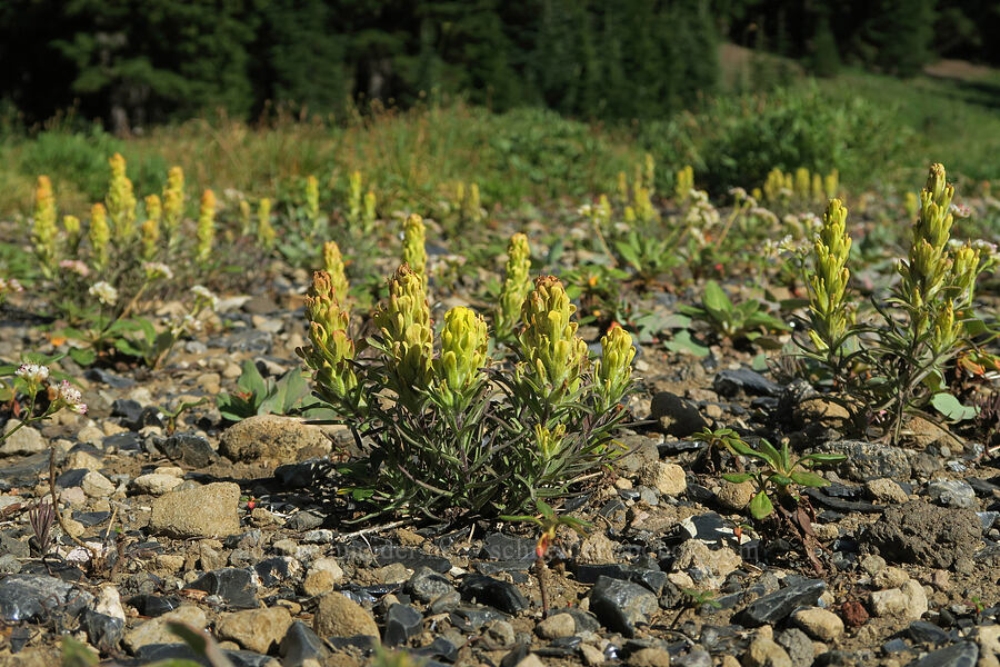 cobwebby paintbrush (Castilleja arachnoidea) [Obsidian Trail, Three Sisters Wilderness, Lane County, Oregon]