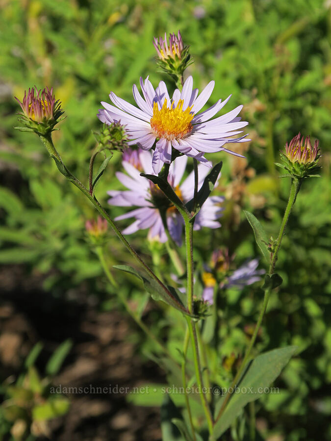 leafy-bract aster (Symphyotrichum foliaceum (Aster foliaceus)) [Obsidian Trail, Three Sisters Wilderness, Lane County, Oregon]