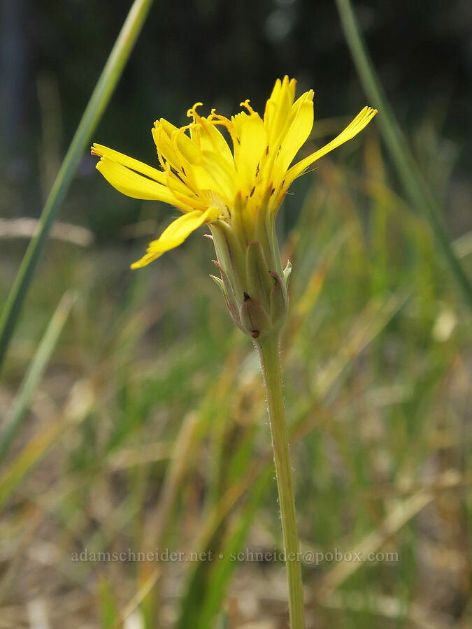 alpine lake agoseris (mountain dandelion) (Nothocalais alpestris (Microseris alpestris)) [Three Creek Meadow Trail, Deschutes National Forest, Deschutes County, Oregon]