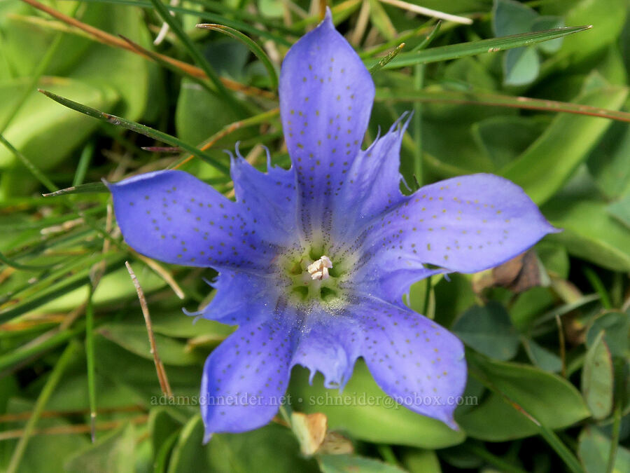 Newberry's gentian (Gentiana newberryi var. newberryi) [Three Creek Meadow Trail, Deschutes National Forest, Deschutes County, Oregon]