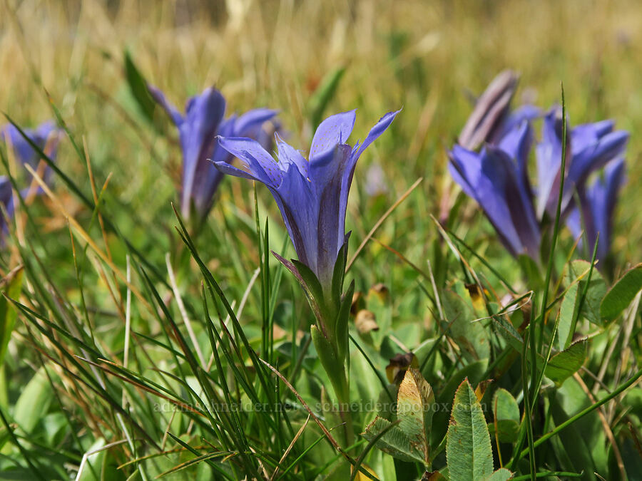 Newberry's gentian (Gentiana newberryi var. newberryi) [Three Creek Meadow Trail, Deschutes National Forest, Deschutes County, Oregon]