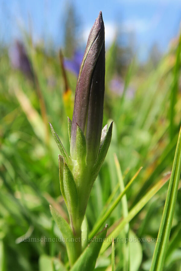 Newberry's gentian, budding (Gentiana newberryi var. newberryi) [Three Creek Meadow Trail, Deschutes National Forest, Deschutes County, Oregon]