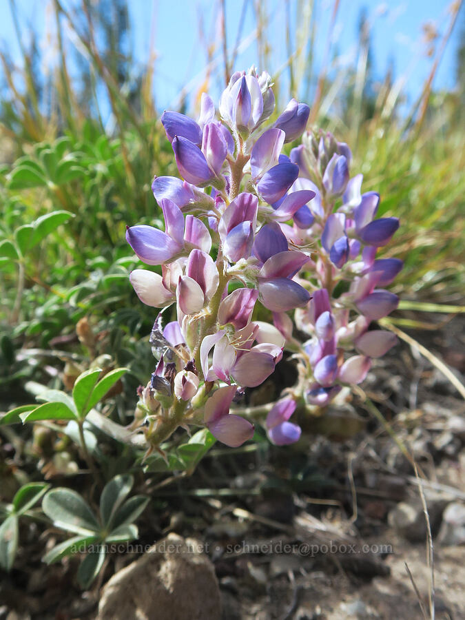 dry-ground lupine (Lupinus lepidus var. aridus (Lupinus aridus)) [Three Creek Meadow Trail, Deschutes National Forest, Deschutes County, Oregon]