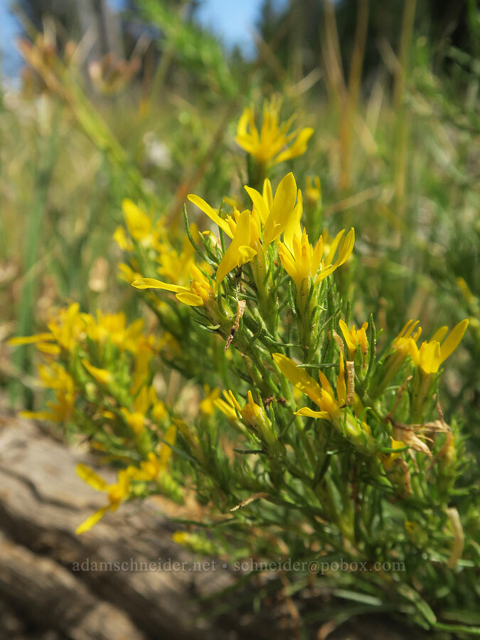 rabbitbrush goldenweed (Ericameria bloomeri (Haplopappus bloomeri)) [Three Creek Meadow Trail, Deschutes National Forest, Deschutes County, Oregon]