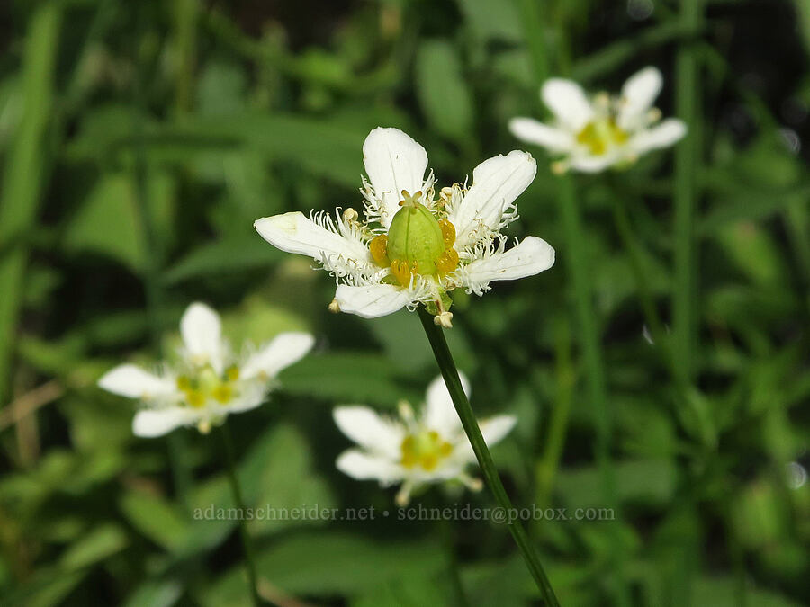 fringed grass-of-Parnassus (Parnassia fimbriata) [Three Creek Meadow Trail, Deschutes National Forest, Deschutes County, Oregon]