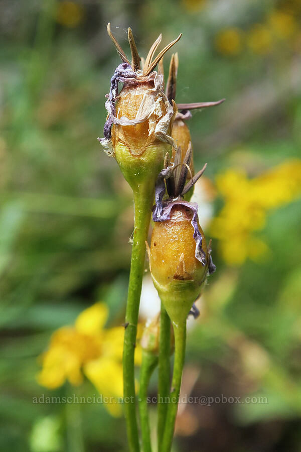 shooting stars, going to seed (Dodecatheon jeffreyi (Primula jeffreyi)) [Three Creek Meadow Trail, Deschutes National Forest, Deschutes County, Oregon]