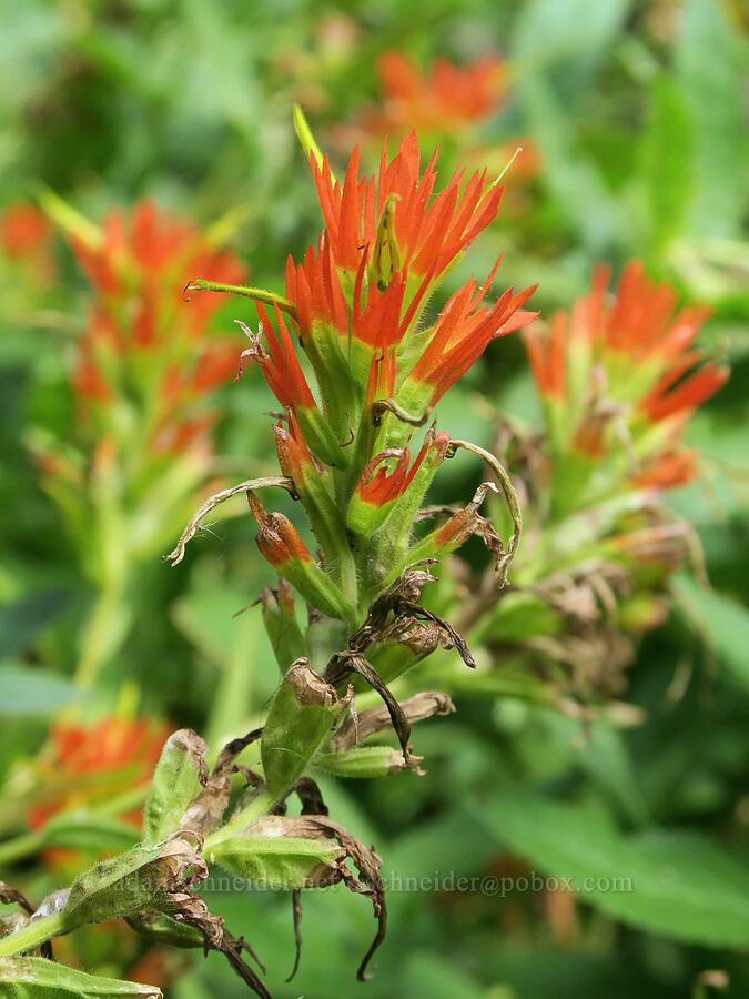 Suksdorf's paintbrush (Castilleja suksdorfii) [Three Creek Meadow Trail, Deschutes National Forest, Deschutes County, Oregon]