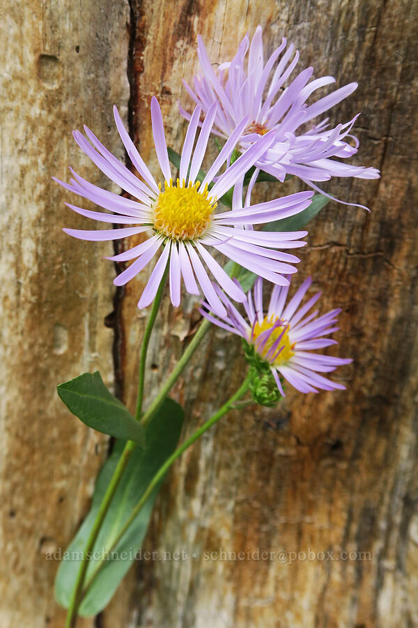 leafy-bract aster (Symphyotrichum foliaceum (Aster foliaceus)) [Three Creek Meadow Trail, Deschutes National Forest, Deschutes County, Oregon]