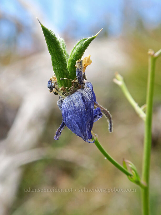 larkspur, going to seed (Delphinium sp.) [Three Creek Meadow Trail, Deschutes National Forest, Deschutes County, Oregon]
