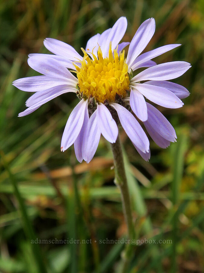 tundra aster (Oreostemma alpigenum var. alpigenum (Aster alpigenus)) [Little Three Creek Lake Trail, Deschutes National Forest, Deschutes County, Oregon]