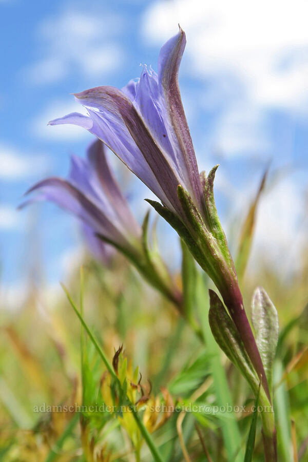 Newberry's gentian (Gentiana newberryi var. newberryi) [Little Three Creek Lake Trail, Deschutes National Forest, Deschutes County, Oregon]