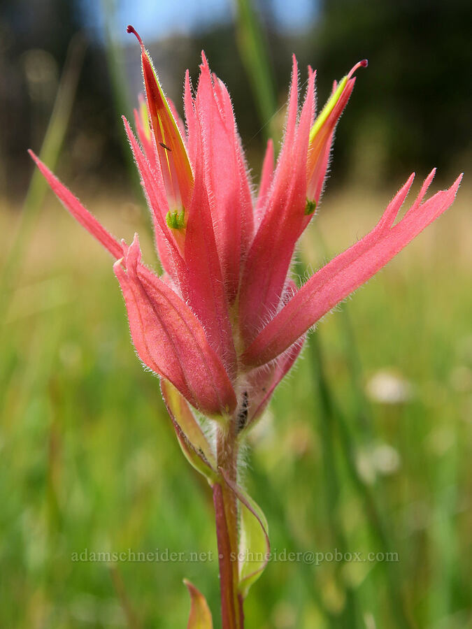 scarlet paintbrush (Castilleja miniata) [Little Three Creek Lake Trail, Deschutes National Forest, Deschutes County, Oregon]