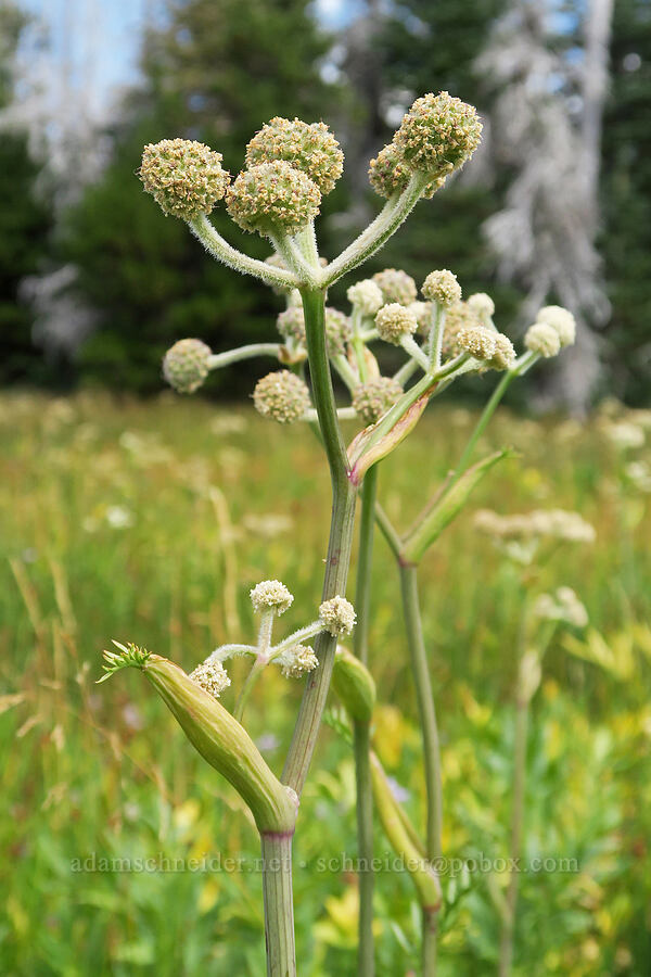 ranger's buttons (Sphenosciadium capitellatum (Angelica capitellata)) [Little Three Creek Lake Trail, Deschutes National Forest, Deschutes County, Oregon]
