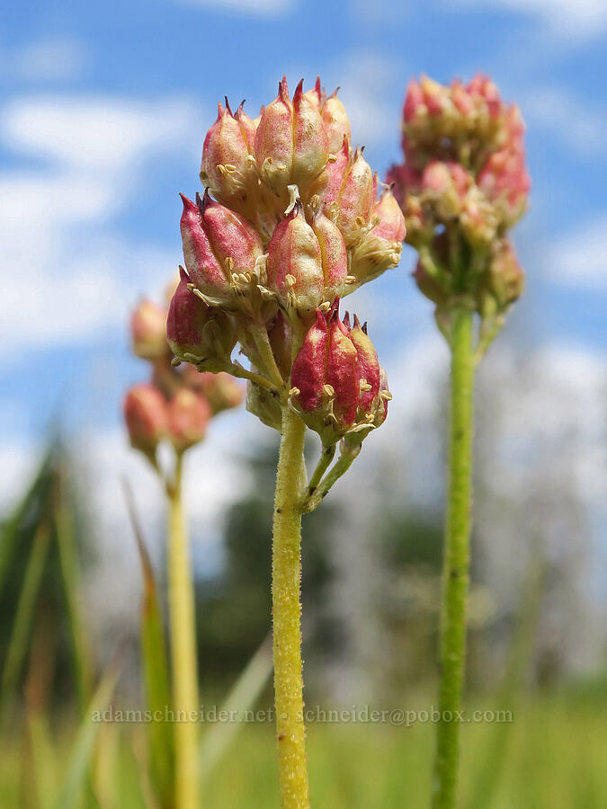 western false asphodel seed pods (Triantha occidentalis ssp. brevistyla (Tofieldia glutinosa var. brevistyla)) [Little Three Creek Lake Trail, Deschutes National Forest, Deschutes County, Oregon]