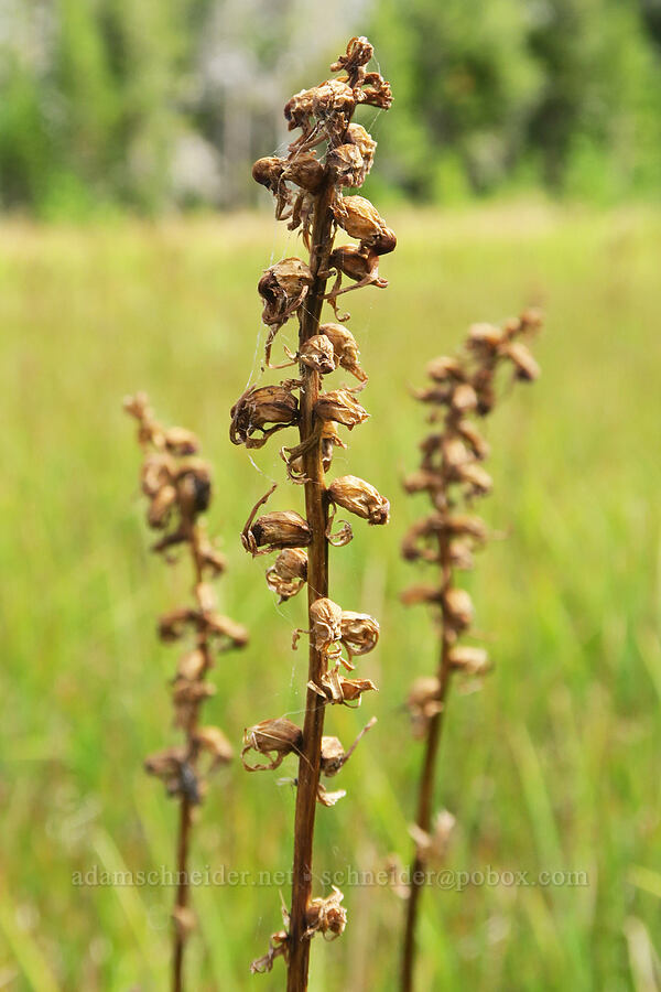 elephant's-head lousewort, gone to seed (Pedicularis groenlandica) [Little Three Creek Lake Trail, Deschutes National Forest, Deschutes County, Oregon]