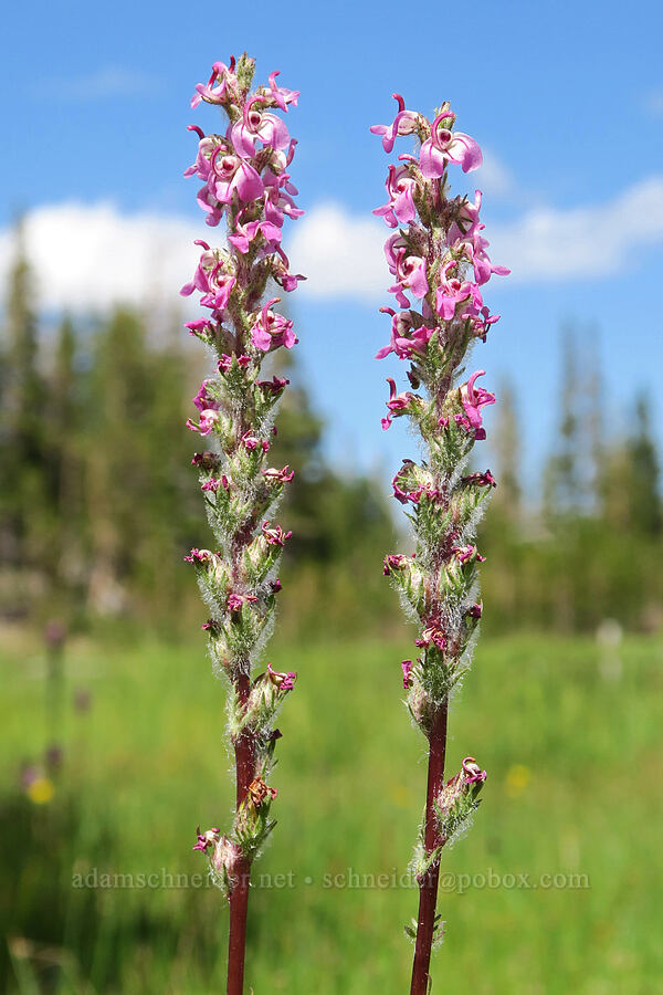 little elephant's-head lousewort (Pedicularis attollens) [Little Three Creek Lake, Deschutes National Forest, Deschutes County, Oregon]