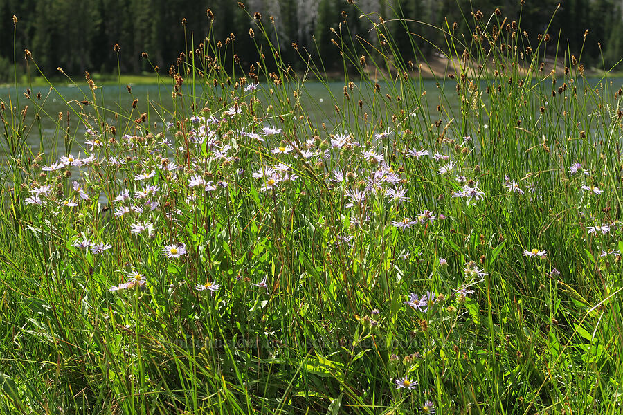 leafy-bract asters & sedges (Symphyotrichum foliaceum (Aster foliaceus), Carex sp.) [Little Three Creek Lake, Deschutes National Forest, Deschutes County, Oregon]