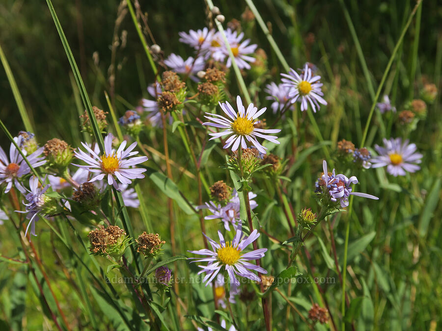 leafy-bract asters (Symphyotrichum foliaceum (Aster foliaceus)) [Little Three Creek Lake, Deschutes National Forest, Deschutes County, Oregon]