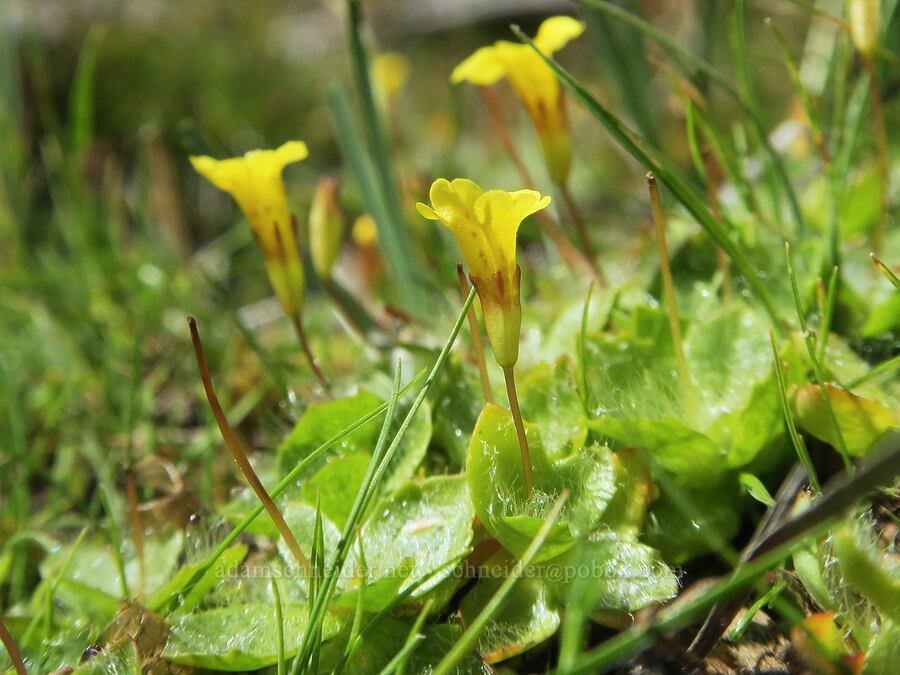 primrose monkeyflower (Erythranthe primuloides (Mimulus primuloides)) [Little Three Creek Lake, Deschutes National Forest, Deschutes County, Oregon]