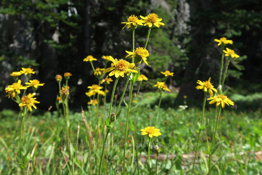 hairy arnica (Arnica mollis) [Little Three Creek Lake, Deschutes National Forest, Deschutes County, Oregon]