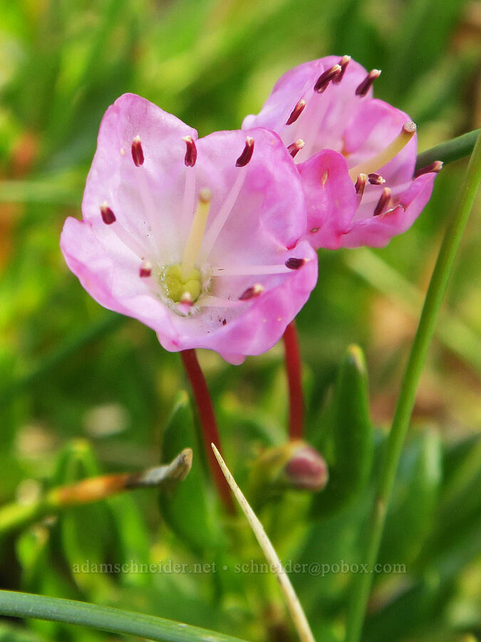 western bog-laurel (Kalmia microphylla (Kalmia polifolia ssp. microphylla)) [Little Three Creek Lake, Three Sisters Wilderness, Deschutes County, Oregon]
