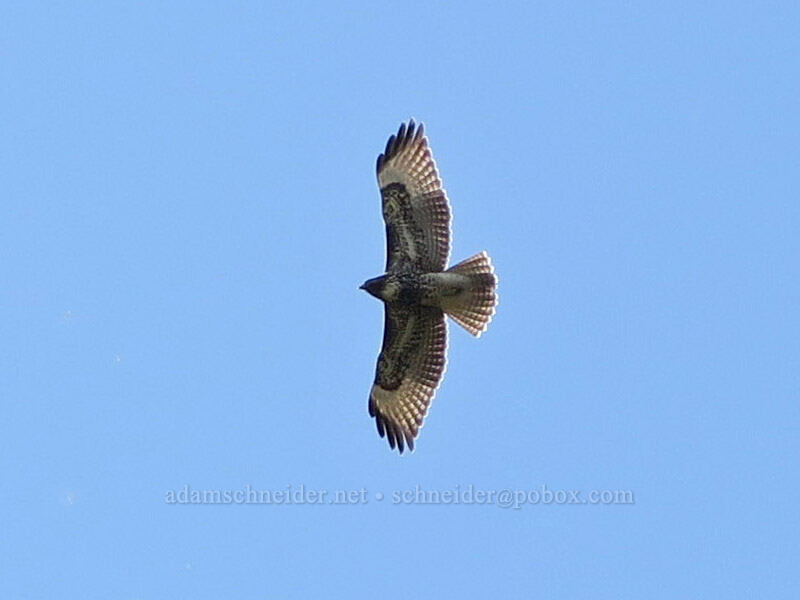 red-tailed hawk (Buteo jamaicensis) [Three Creek Lake, Deschutes National Forest, Deschutes County, Oregon]