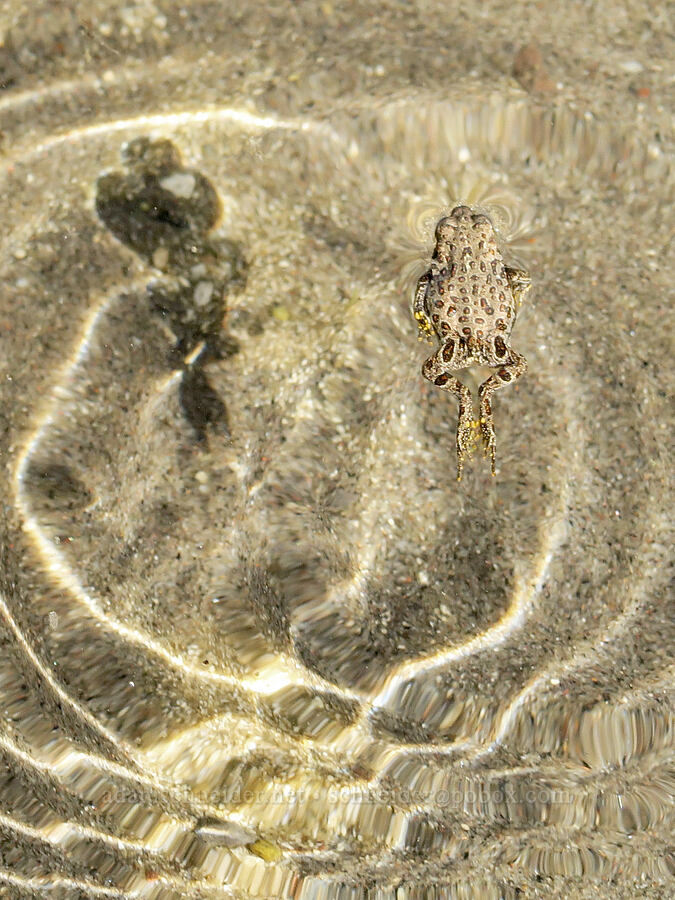 young boreal toad, swimming (Anaxyrus boreas boreas (Bufo boreas boreas)) [Three Creek Lake, Deschutes National Forest, Deschutes County, Oregon]