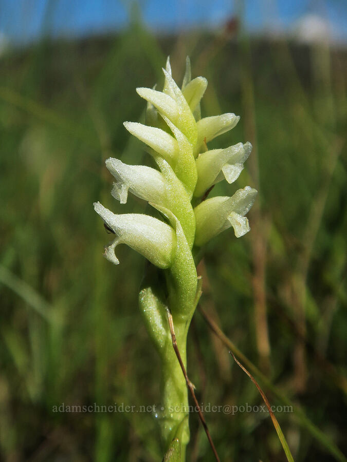 hooded ladies' tresses (Spiranthes romanzoffiana) [Three Creek Lake, Deschutes National Forest, Deschutes County, Oregon]