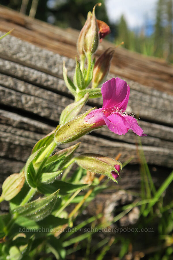 Lewis' monkeyflower (Erythranthe lewisii (Mimulus lewisii)) [Three Creek Lake, Deschutes National Forest, Deschutes County, Oregon]