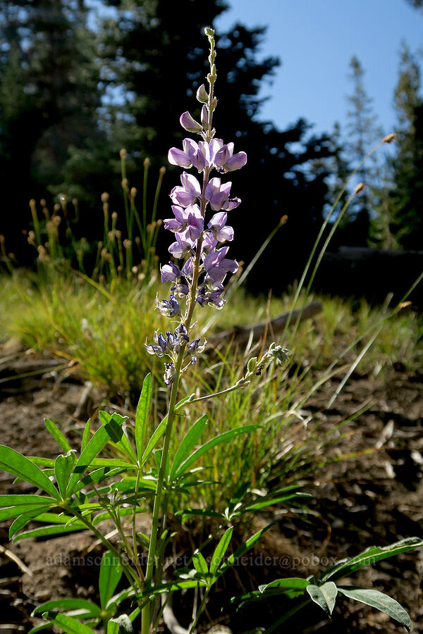 broad-leaf lupine (Lupinus latifolius) [East Fork Trail, Deschutes National Forest, Deschutes County, Oregon]