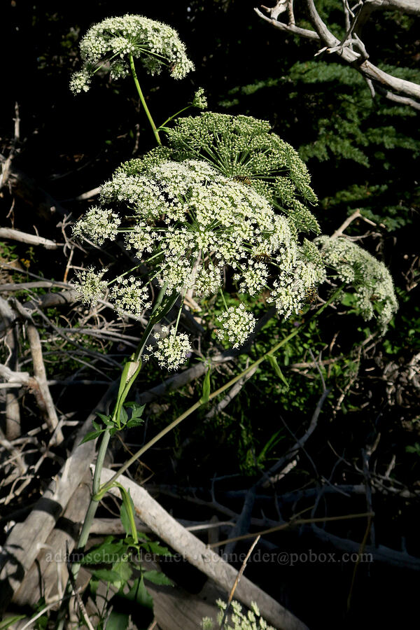 kneeling angelica (Angelica genuflexa) [East Fork Trail, Deschutes National Forest, Deschutes County, Oregon]