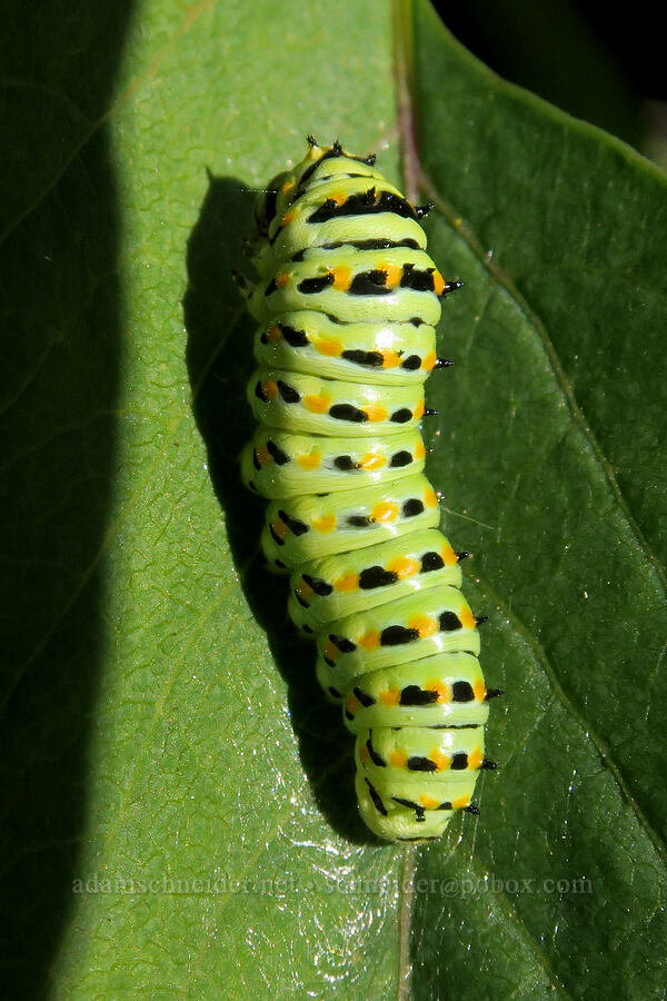 anise swallowtail butterfly caterpillar (Papilio zelicaon) [East Fork Trail, Deschutes National Forest, Deschutes County, Oregon]