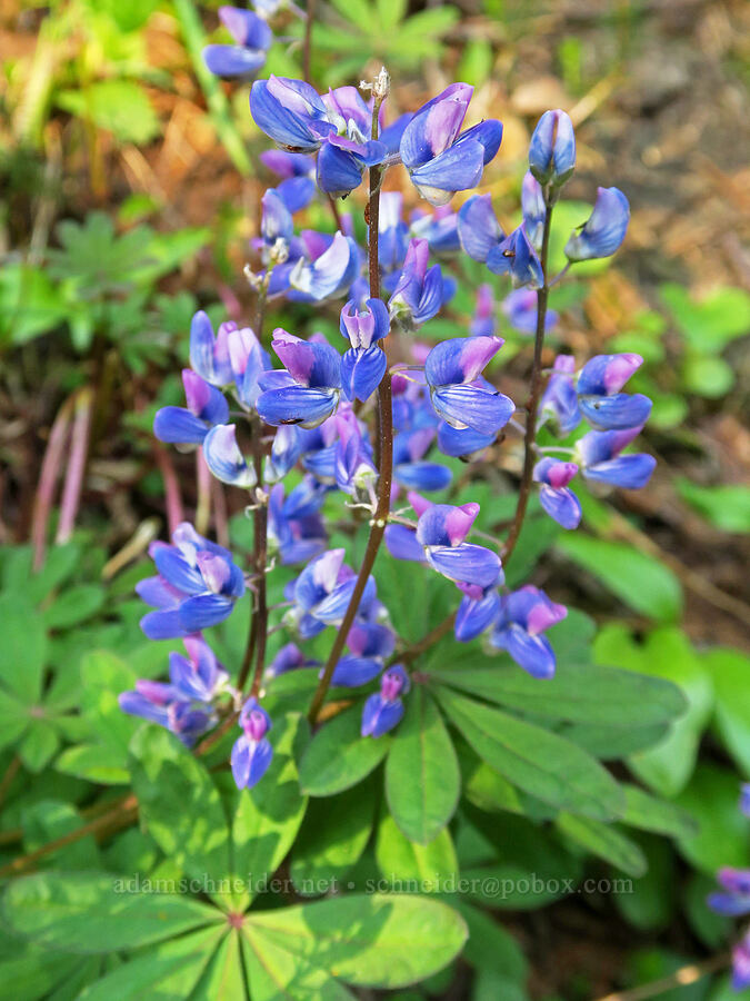 broad-leaf lupines (Lupinus latifolius) [Pinnacle Peak Trail, Mt. Rainier National Park, Lewis County, Washington]