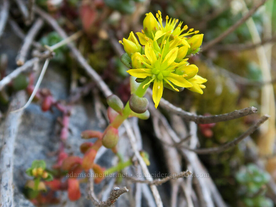 spreading stonecrop (Sedum divergens) [Pinnacle Peak Trail, Mt. Rainier National Park, Lewis County, Washington]