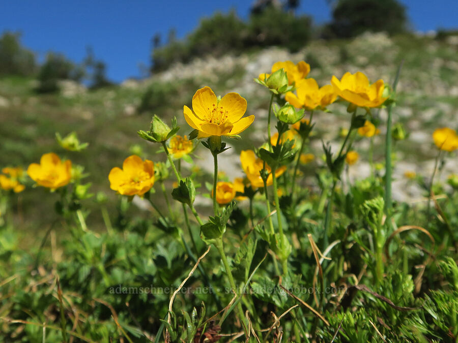 fan-leaf cinquefoil (Potentilla flabellifolia) [Pinnacle Saddle, Mt. Rainier National Park, Lewis County, Washington]