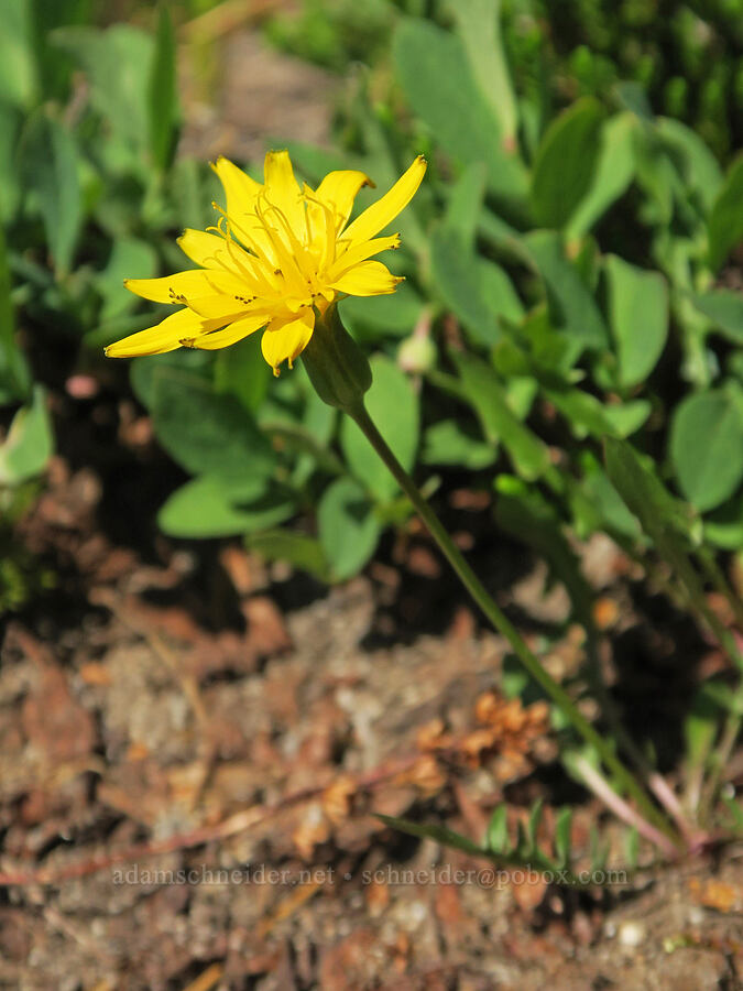 alpine false dandelion (Nothocalais alpestris (Microseris alpestris)) [Plummer Peak Trail, Mt. Rainier National Park, Lewis County, Washington]