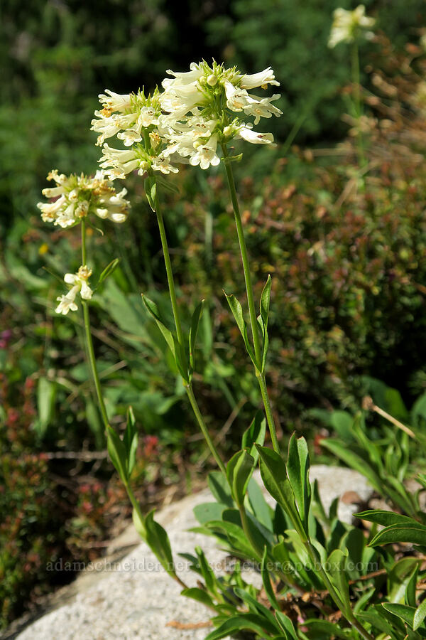 yellow penstemon (Penstemon confertus) [Plummer Peak Trail, Mt. Rainier National Park, Lewis County, Washington]