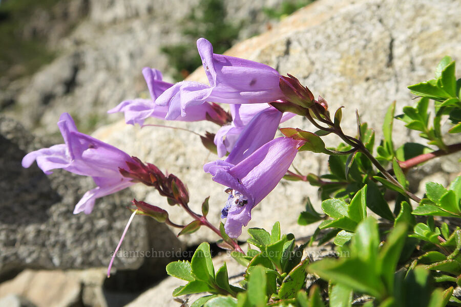 Menzies' penstemon (Penstemon davidsonii var. menziesii) [Plummer Peak Trail, Mt. Rainier National Park, Lewis County, Washington]