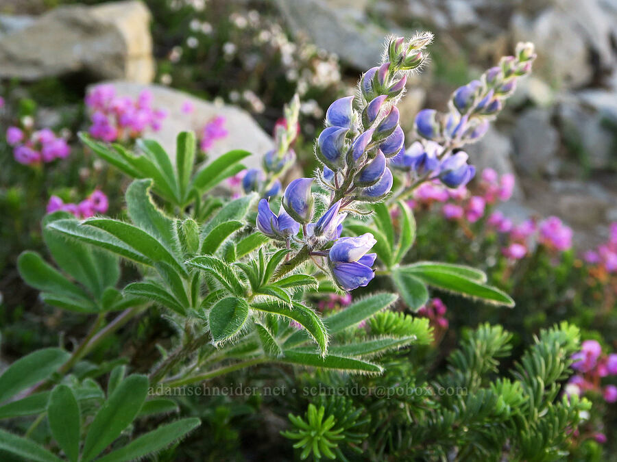 arctic lupine & pink mountain heather (Lupinus arcticus ssp. subalpinus (Lupinus latifolius ssp. subalpinus), Phyllodoce empetriformis) [Plummer Peak Trail, Mt. Rainier National Park, Lewis County, Washington]