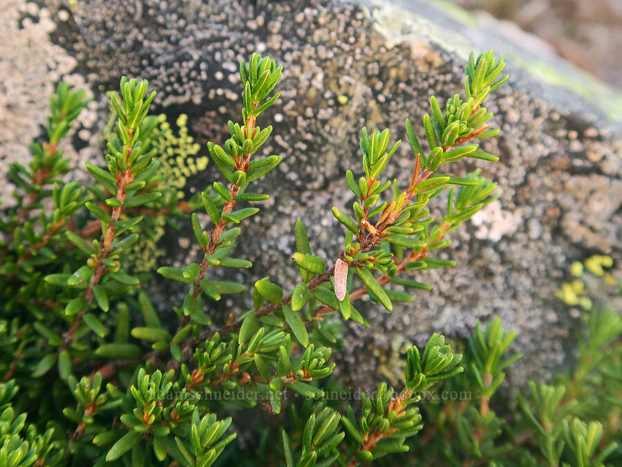 crowberry leaves (Empetrum nigrum) [Plummer Peak, Mt. Rainier National Park, Lewis County, Washington]