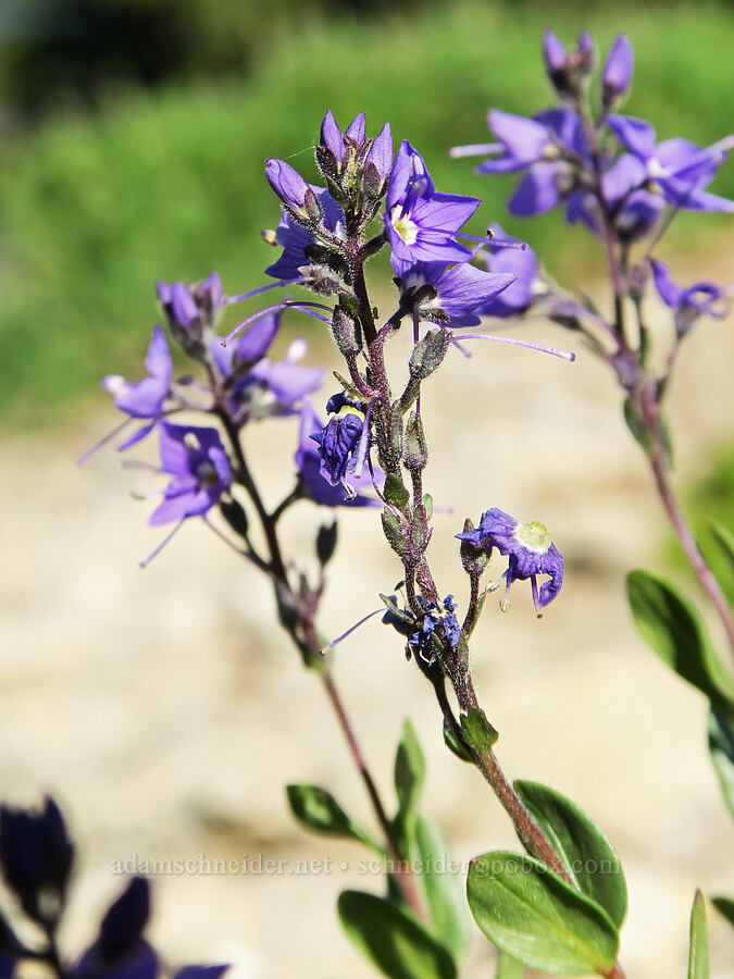 Cusick's speedwell (Veronica cusickii) [Plummer Peak, Mt. Rainier National Park, Lewis County, Washington]