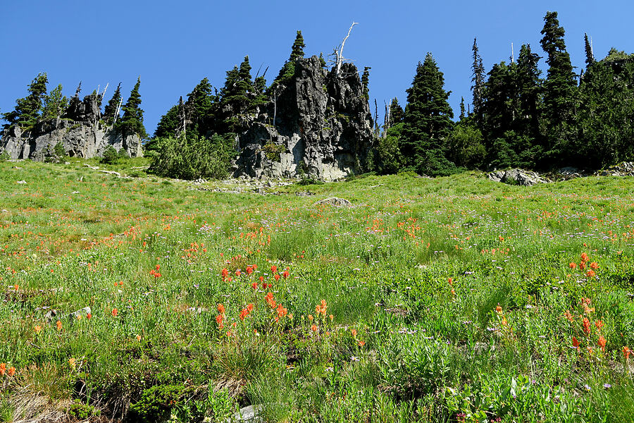paintbrush & asters (Castilleja miniata, Doellingeria ledophylla (Eucephalus ledophyllus) (Aster ledophyllus)) [Tatoosh Range, Mt. Rainier National Park, Lewis County, Washington]