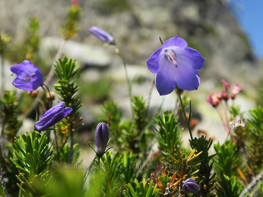harebells & heather leaves (Campanula petiolata (Campanula rotundifolia), Phyllodoce empetriformis) [Lane Peak, Mt. Rainier National Park, Lewis County, Washington]