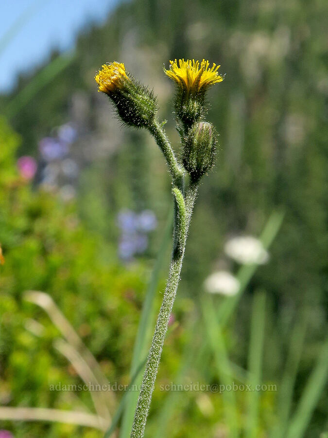 alpine hawkweed (Hieracium triste (Hieracium gracile) (Pilosella tristis)) [Tatoosh Range, Mt. Rainier National Park, Lewis County, Washington]