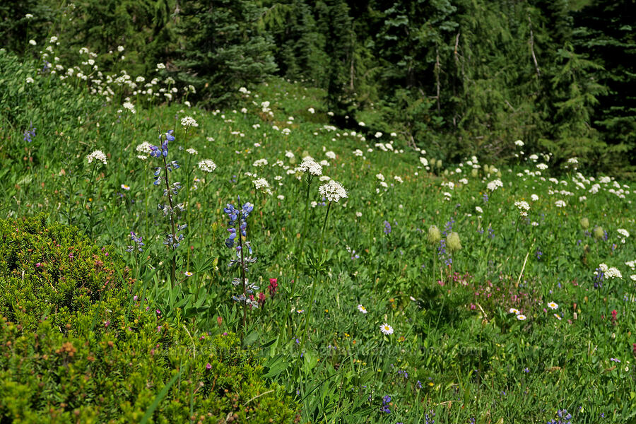 wildflowers (Valeriana sitchensis, Lupinus latifolius, Castilleja parviflora var. oreopola, Erigeron glacialis var. glacialis, Anemone occidentalis (Pulsatilla occidentalis)) [Tatoosh Range, Mt. Rainier National Park, Lewis County, Washington]