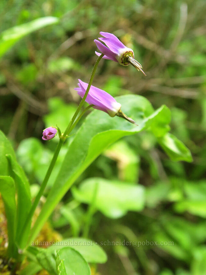tall mountain shooting stars (Dodecatheon jeffreyi (Primula jeffreyi)) [Tatoosh Range, Mt. Rainier National Park, Lewis County, Washington]