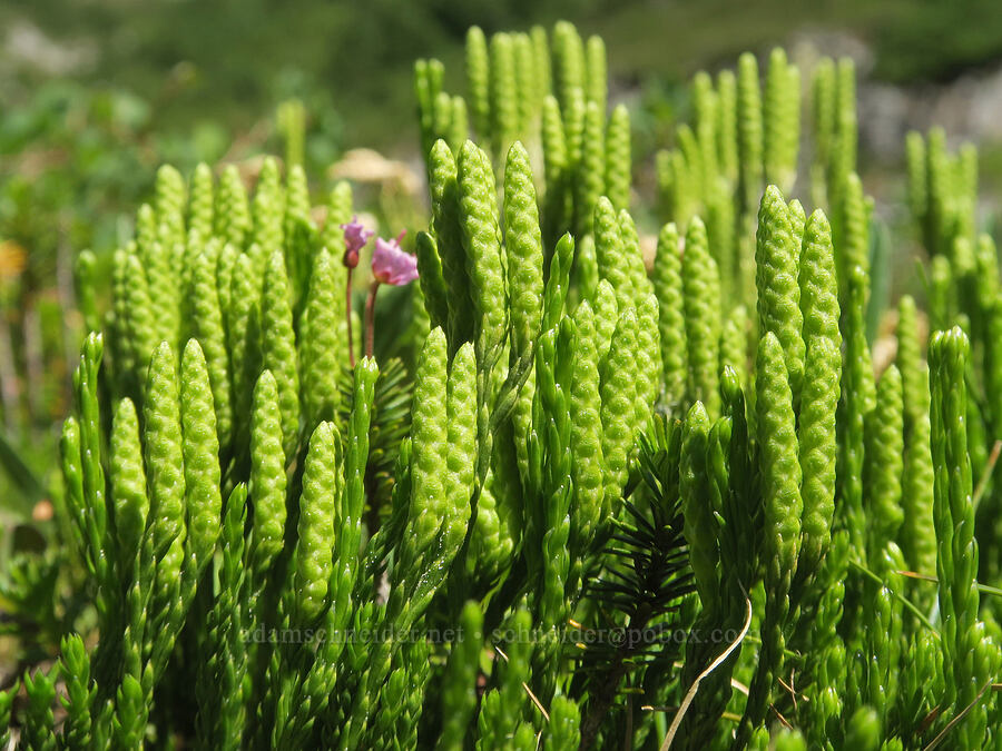 Alaska club-moss (Diphasiastrum sitchense (Lycopodium sitchense)) [Cliff Lake, Mt. Rainier National Park, Lewis County, Washington]