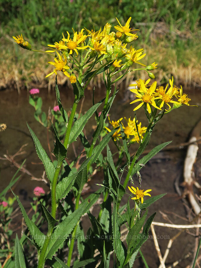 arrow-leaf groundsel (Senecio triangularis) [Cliff Lake, Mt. Rainier National Park, Lewis County, Washington]