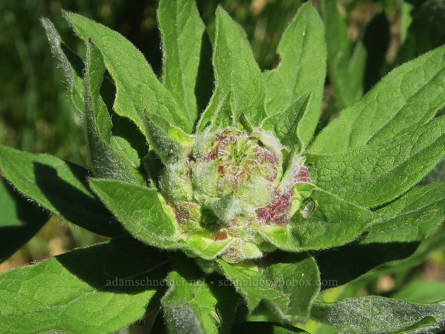 galls on Cascade asters (Doellingeria ledophylla (Eucephalus ledophyllus) (Aster ledophyllus)) [Tatoosh Range, Mt. Rainier National Park, Lewis County, Washington]