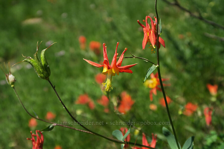 western columbine (Aquilegia formosa) [Tatoosh Range, Mt. Rainier National Park, Lewis County, Washington]
